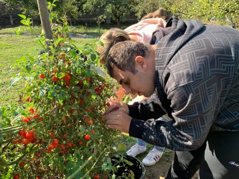 Na fotografiji muška i ženska osoba beru zrele cherry rajčice.